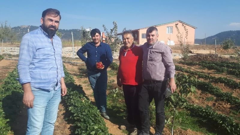 Emekliliğin keyfini çilekle çıkartıyor
