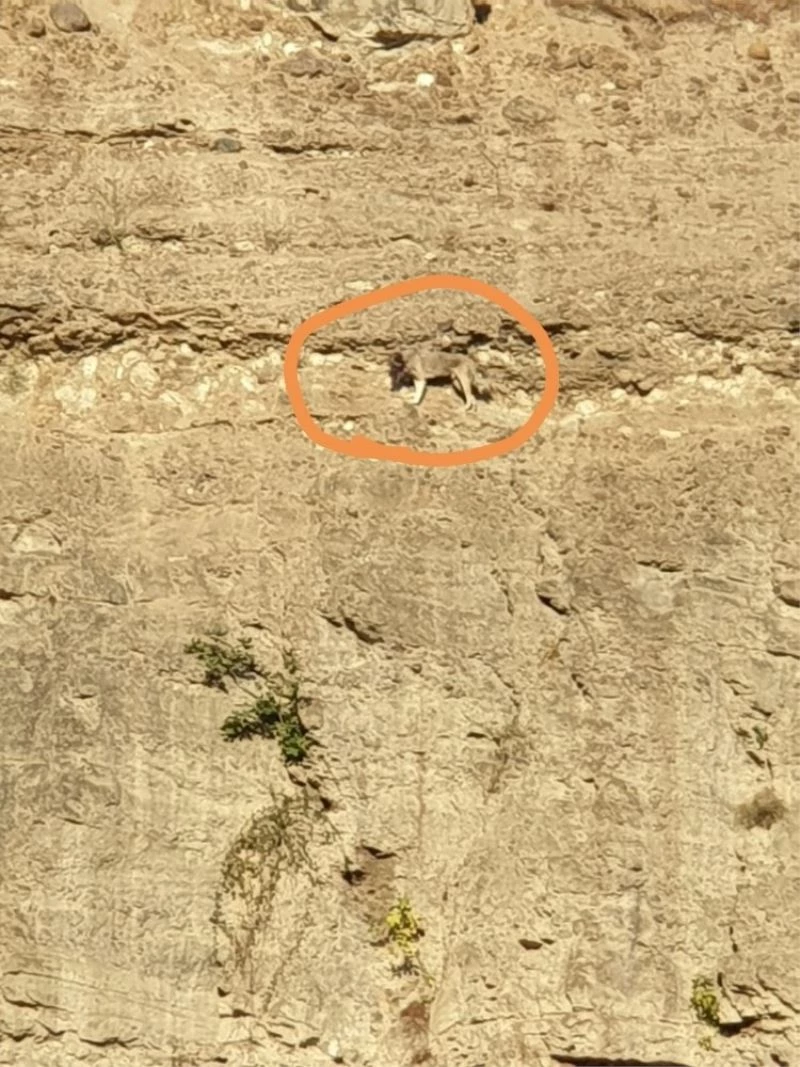 Dağ keçilerine taş çıkartan köpek için kurtarma operasyonu
