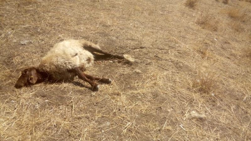 Kurtlar sürüye saldırdı: 30 koyun telef, 50’si kayıp
