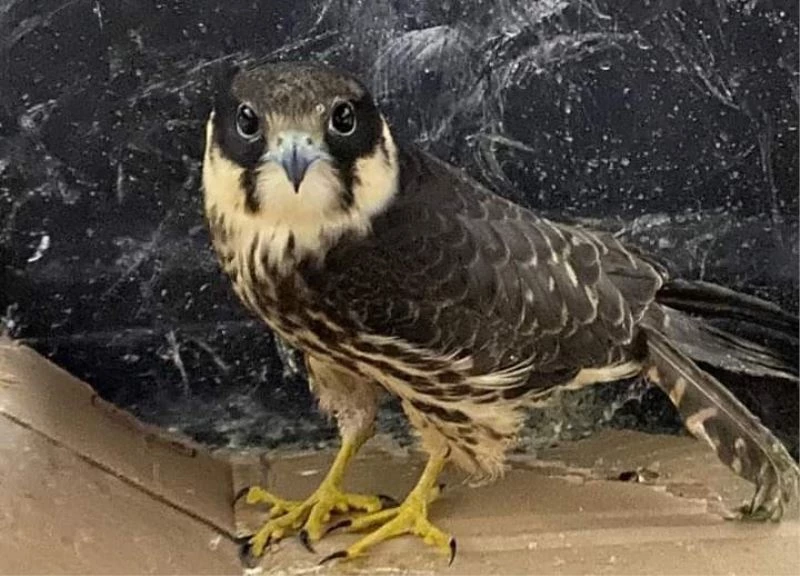 Ateşli silahla vurulan Delice Doğan tedavi altına alındı
