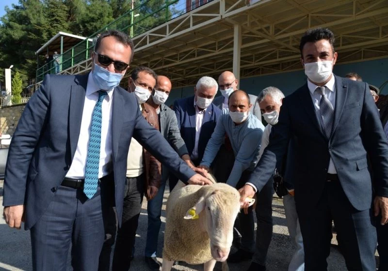 Bilecik’te kıvırcık ırkı damızlık 308 adet koç dağıtıldı
