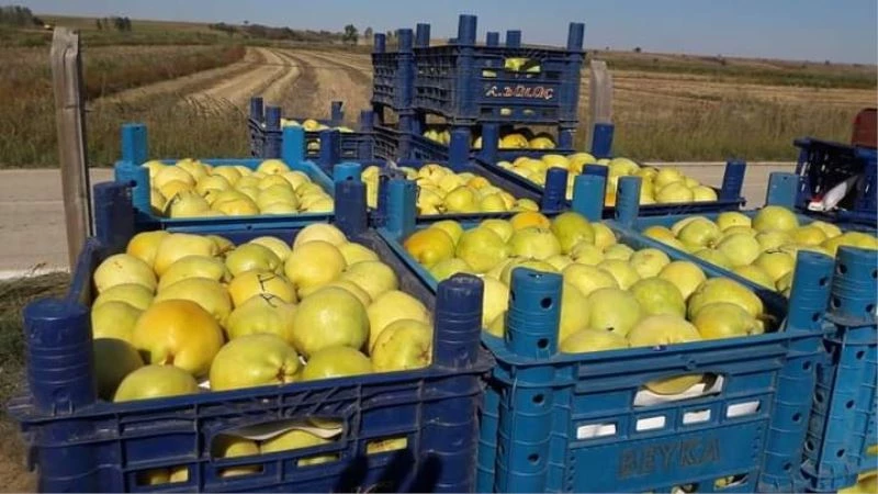 Uzunköprü armudu, Rusya yolcusu
