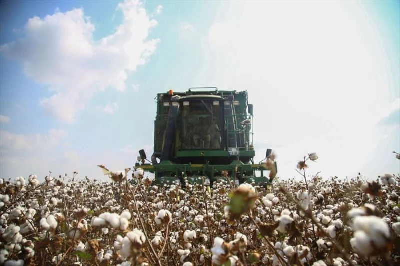 Pamuk, elyafından bitkisinin sapına kadar ekonomiye değer katıyor