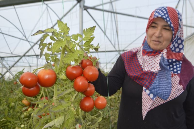 Devlet desteği ile kurdukları seralardan yılın 10 ayı ürün alıyorlar
