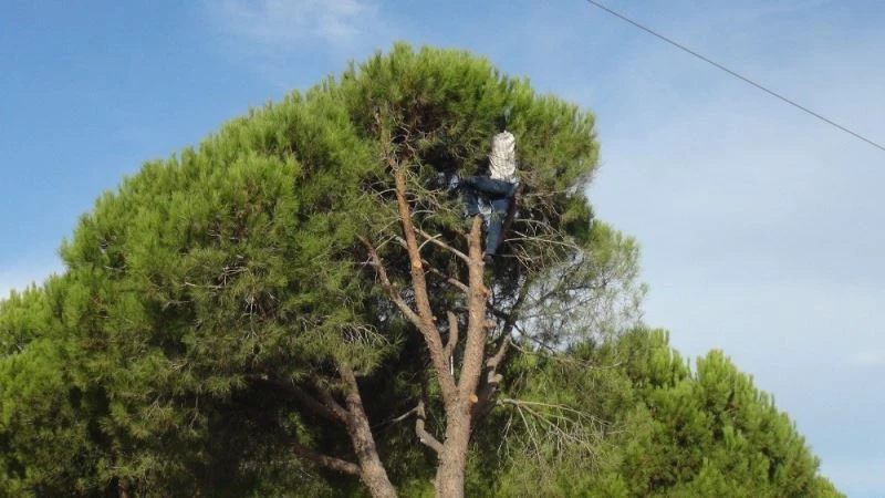 Antalya’nın kozalağı Aydınlı işçilerin mahareti ile ekonomiye kazandırılıyor
