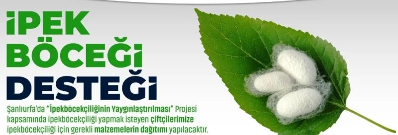 Şanlıurfa’da ipek böcekçiliğinin yaygınlaştırılmasına destek
