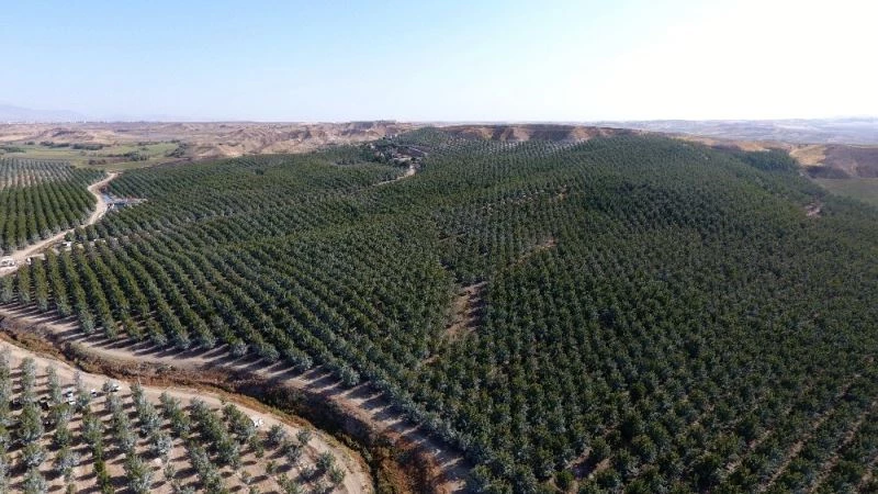 Türkiye’nin en büyük kapama ceviz bahçesinde hasat
