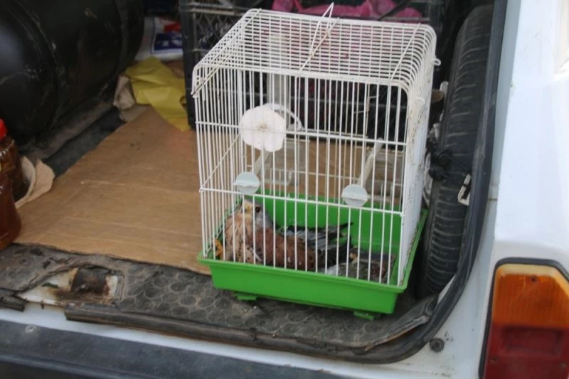 Nesli tükenmekte olan kuşu kediden kurtardı
