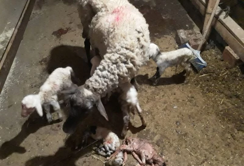 Denizli’de koyun 5’iz  doğurdu
