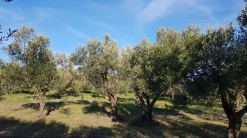 Geyikli, zeytinyağı kalitesini dünyaya ispat etti
