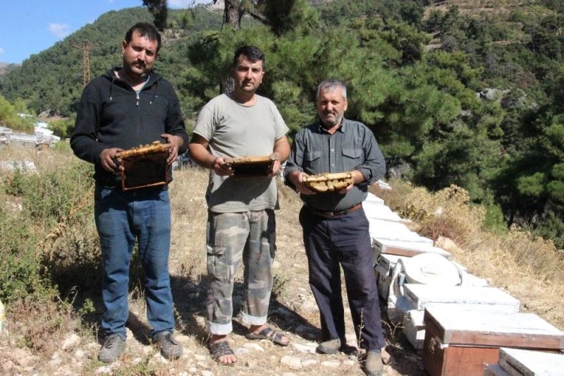 Arı kovanlarının içerisindeki esrarengiz olaylar arıcıları şaşırttı
