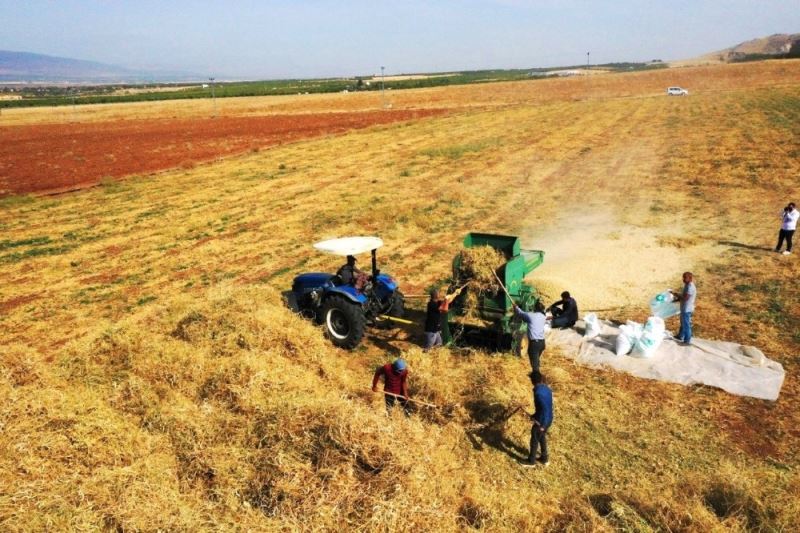 Yeşilyurt’ta tarımsal üretim ve AR-GE sahasında kuru fasulye hasadı
