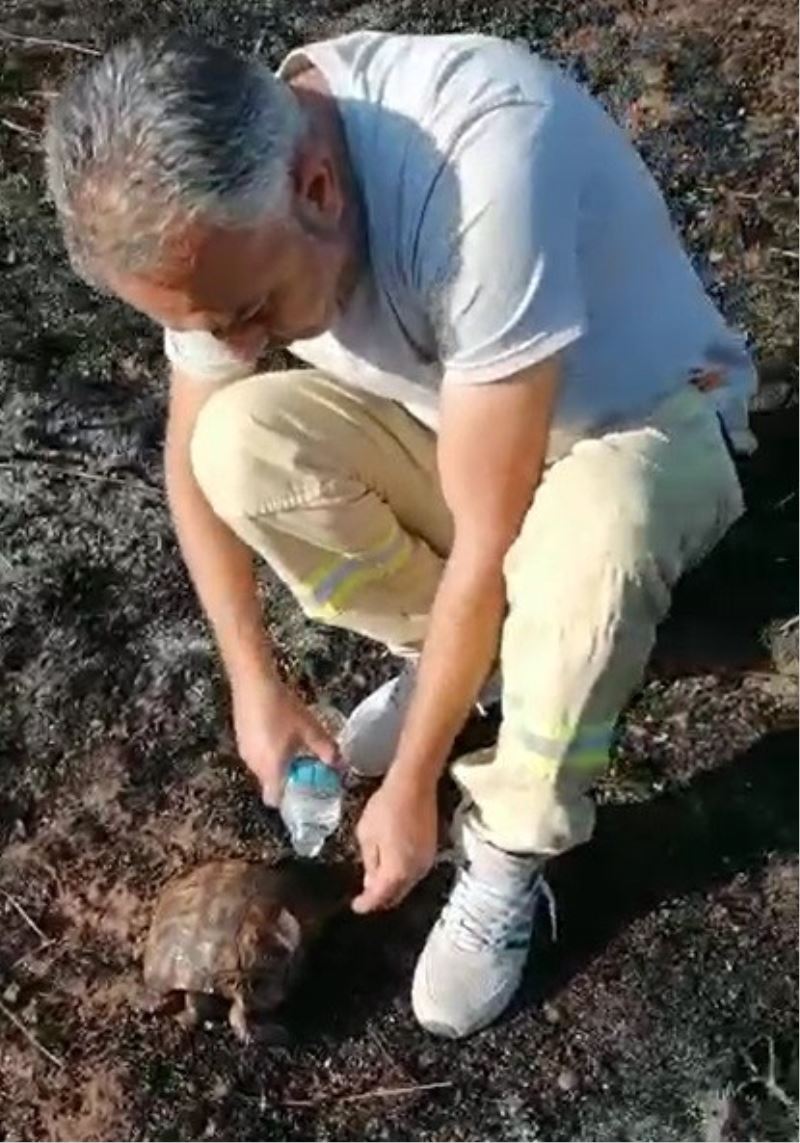 Alevlerin arasından kurtarılan kaplumbağaya can suyu
