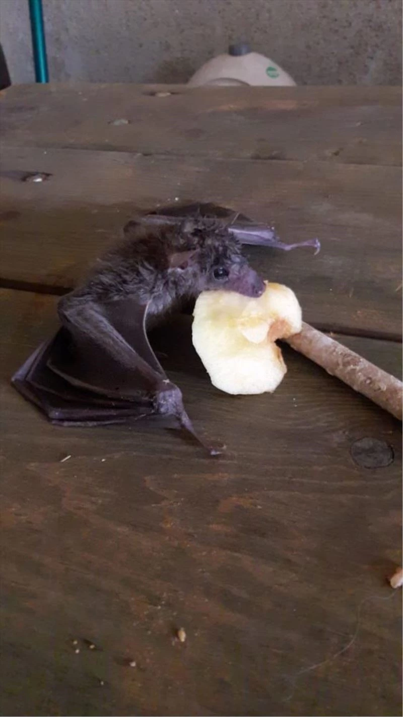 Adana’da bitkin haldeki yarasa yavrusu tedavisinin ardından doğaya salındı