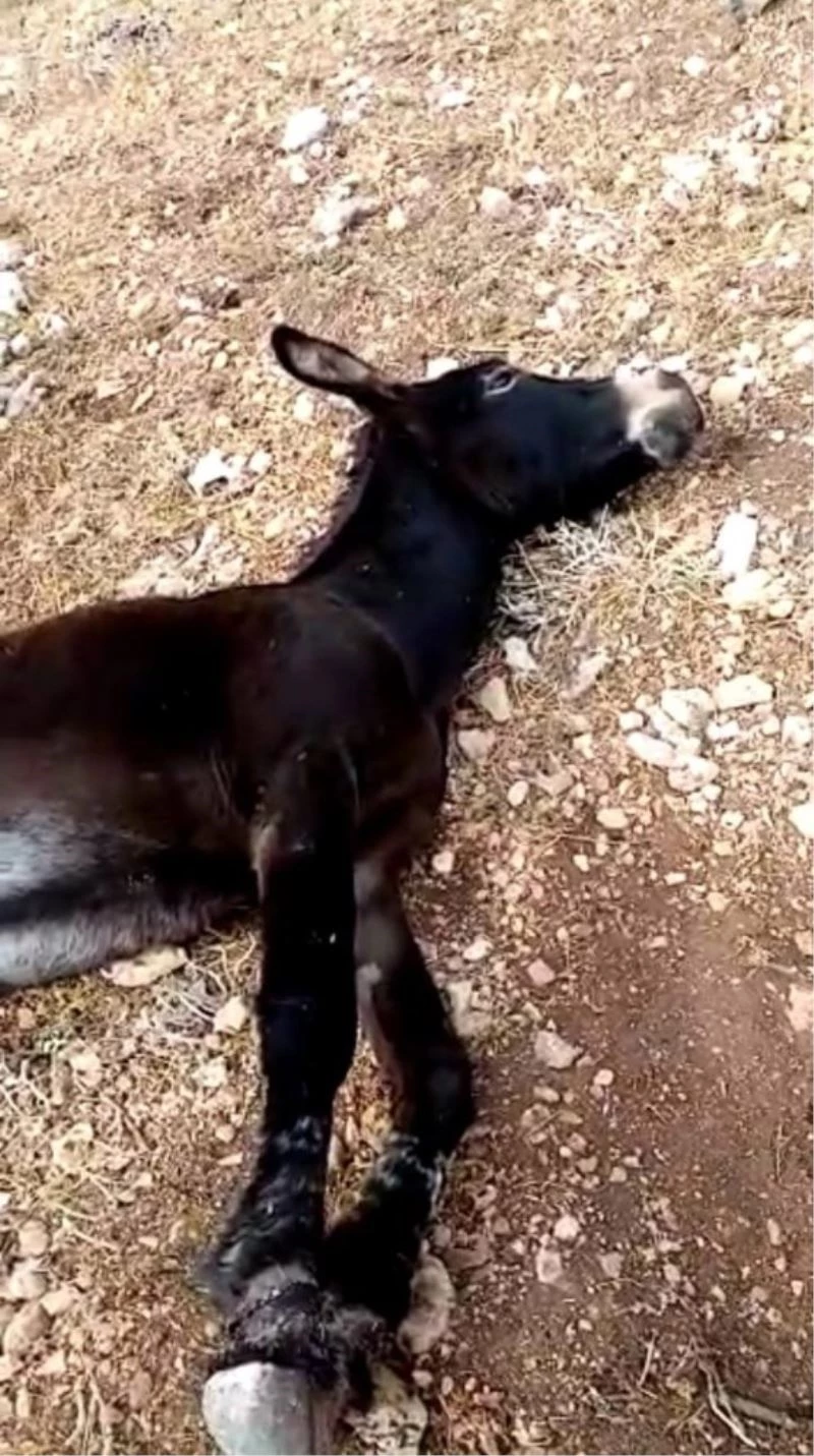 Ayaklarını telle bağlayıp ölüme terk ettiler
