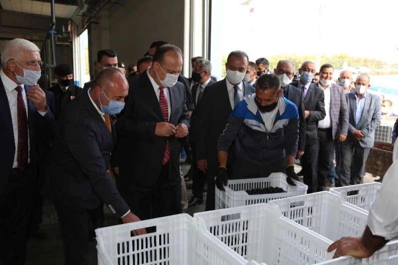 Bursa’da zeytin hasadı protokolün katılımı ile başladı

