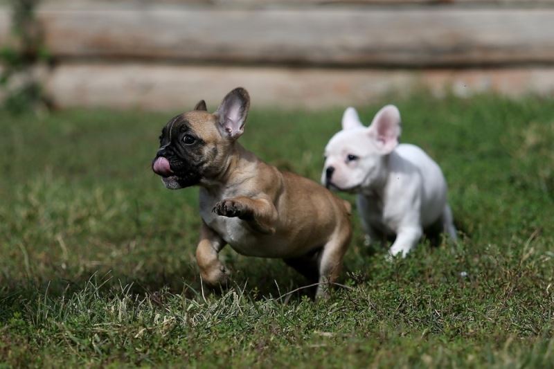 (ÖZEL) Pandemide kayıp evcil hayvan ilanları 4 kat arttı
