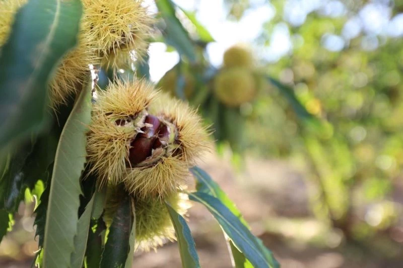 Ormanlarda yetişen kestaneler köylüye gelir kapısı oldu
