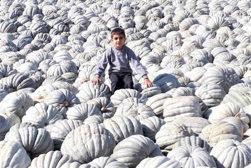 Patates ve balkabağı aynı tarlada üretiliyor
