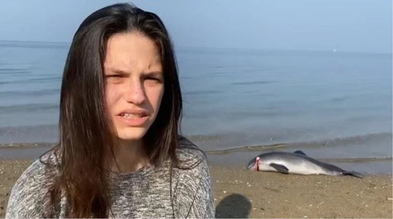 Bursa’da başından vurularak öldürülen yavru yunusun ailesi denizde şov yaptı
