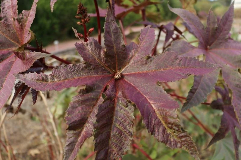 Rengi ve görüntüsüyle cezbeden bu bitkiler zehirliyor
