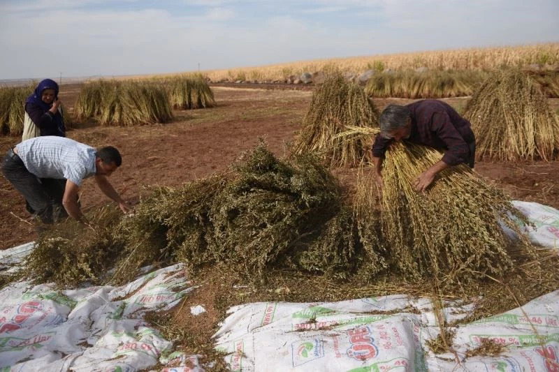(Özel) Siverek’te susam hasadı başladı
