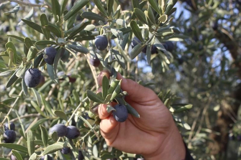 Dünyanın en kaliteli sofralık zeytinlerinin hasadı başladı
