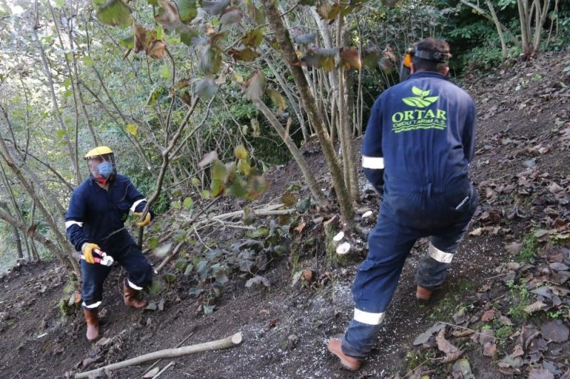 Fındığa liderine Büyükşehir dopingi
