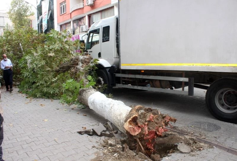 Kamyonun çarptığı çınar ağacı caddenin ortasına devrildi
