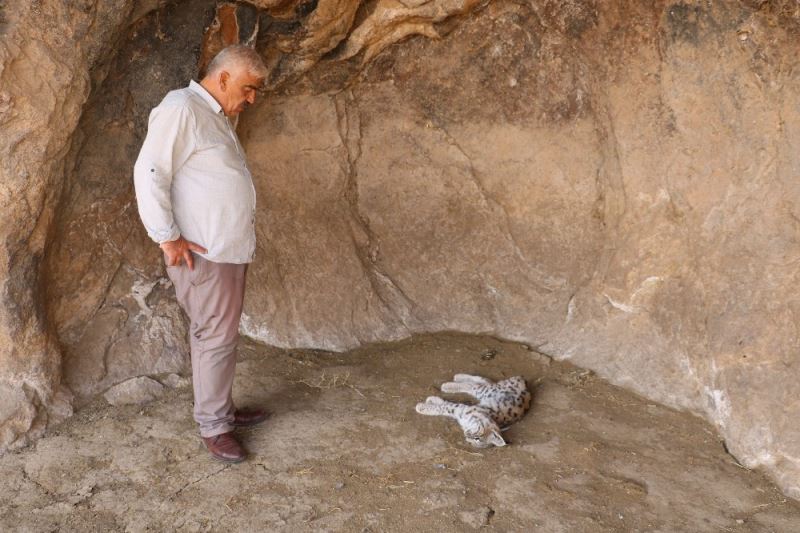 Canlısını hiç görmemişlerdi, ölüsü ile karşılaştılar
