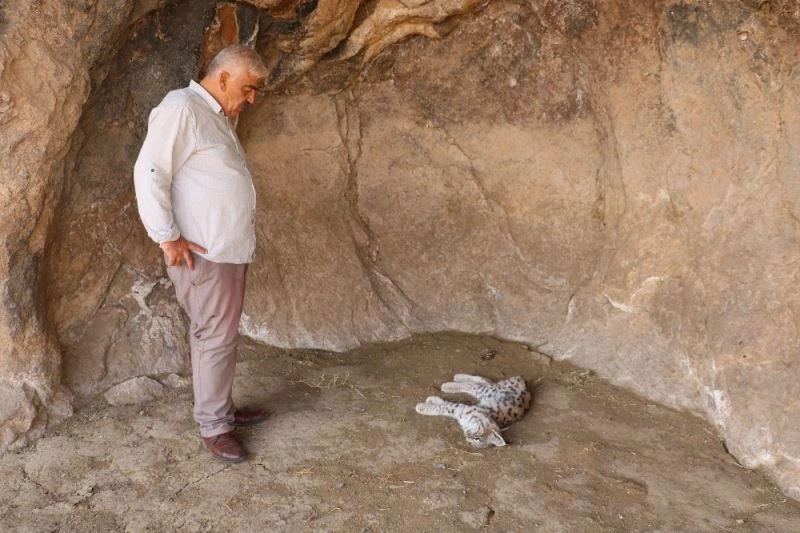 Canlısını hiç görmemişlerdi, ölüsü ile karşılaştılar
