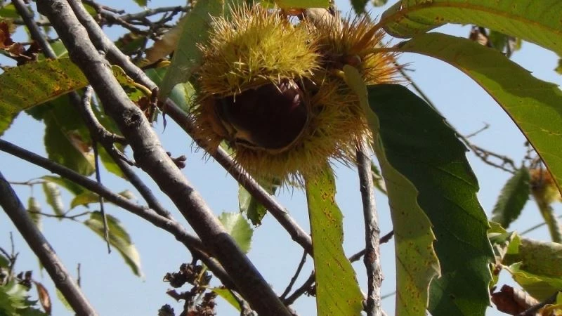 Kestane üreticisinin başı gal arısıyla dertte
