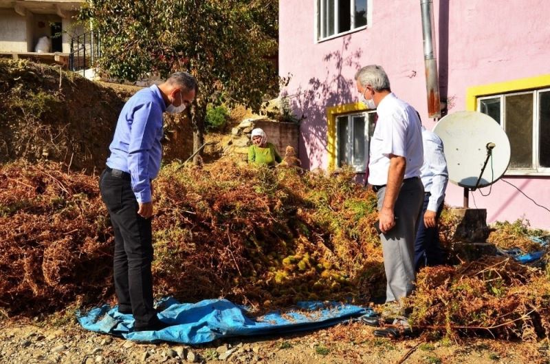 Buldan’da 810 dekar alanda 300 ile 350 ton arası kestane hasadı devam ediyor
