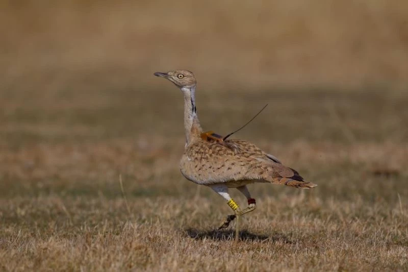 7 yıl sonra Türkiye’de görülen yakalı toy tekrar doğaya bırakıldı
