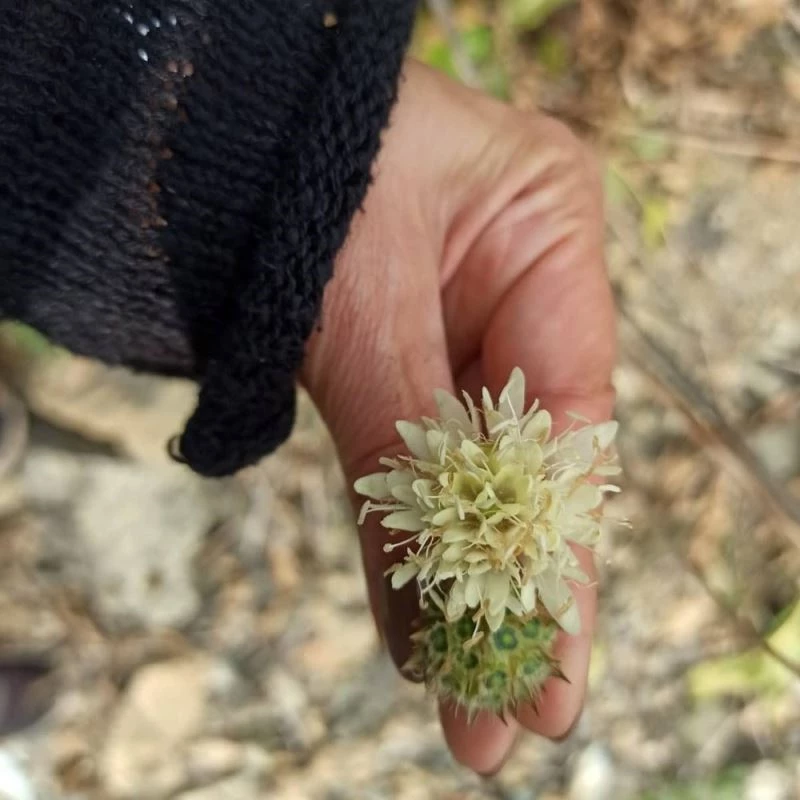 Düzce’ye özgü bitkilerin yoğunluk tespiti yapıldı
