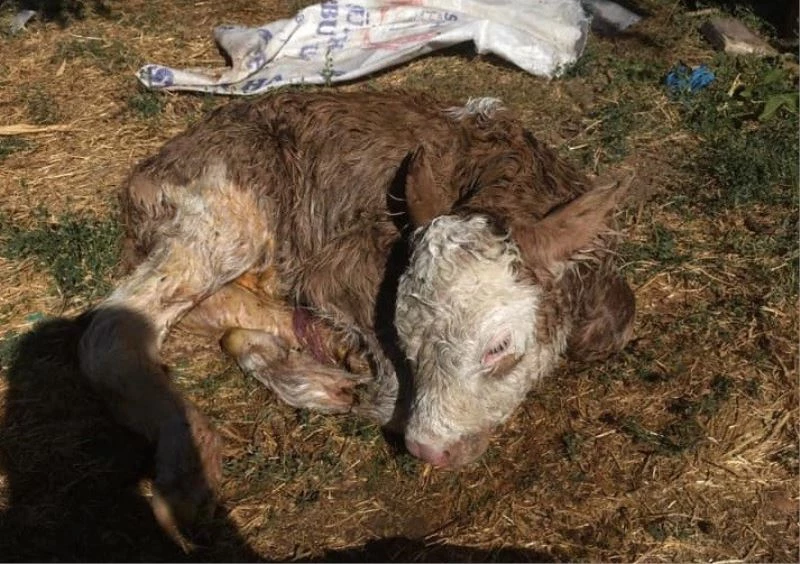 İnek, sezaryenle buzağısını doğurdu
