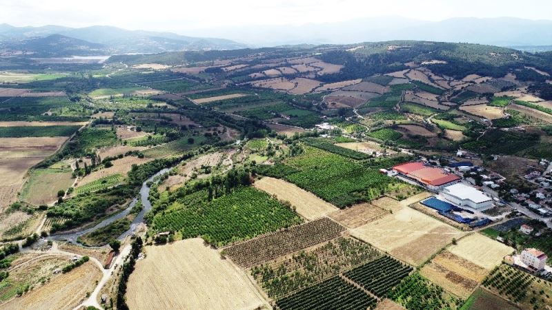 (Özel) ’Bayramiçi Beyazı’ fidanı tescillendi
