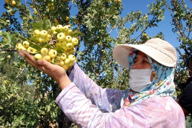 Silifke’de kalp dostu Alıç’ın tanesi 2 liradan satılıyor
