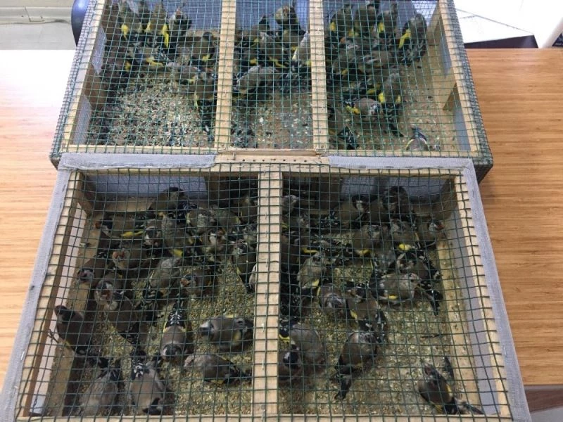 102 saka kuşunu avlayan baba oğula ceza yağdı
