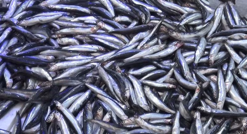 Karadeniz hamsisi tezgahlarda
