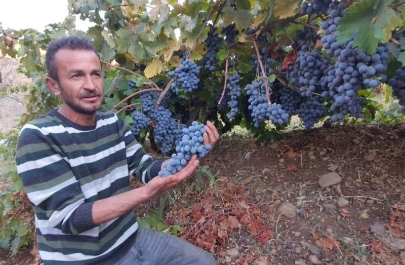 Arapgir’in meşhur köhnü üzümü artık Esenlik Marketler’de
