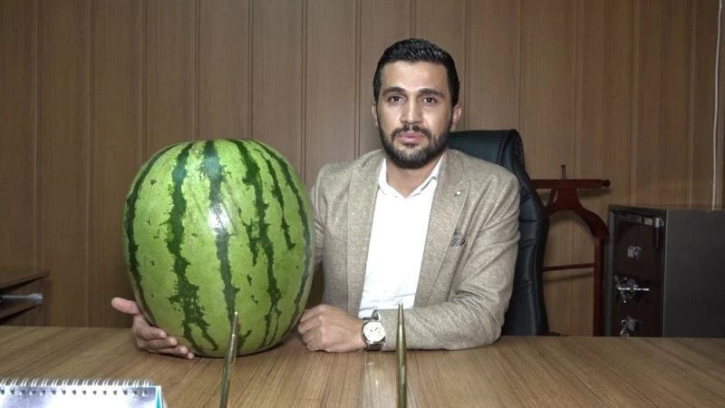 Kulp’ta 48 kiloluk Diyarbakır karpuzu yetiştirildi
