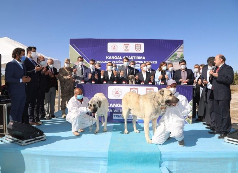 Kangal köpeği Araştırma ve Dokümantasyon Merkezi’nin temeli atıldı
