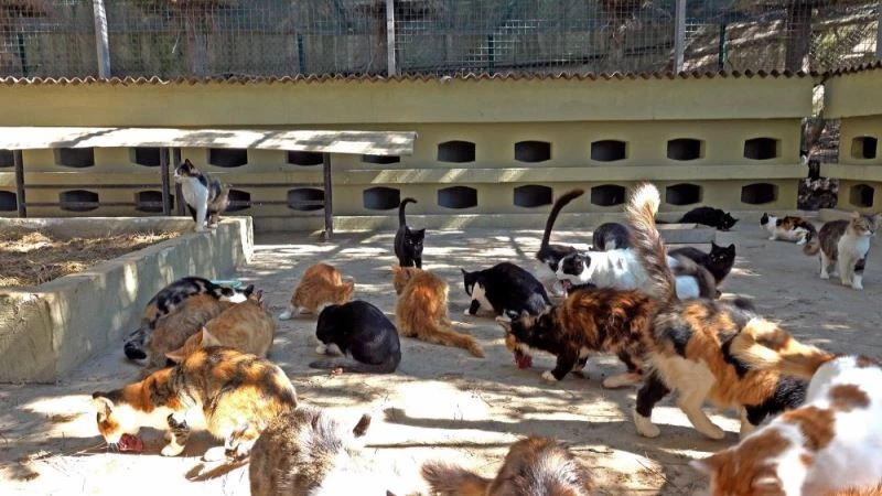 Bu kedilerin yuvası ısı yalıtımlı
