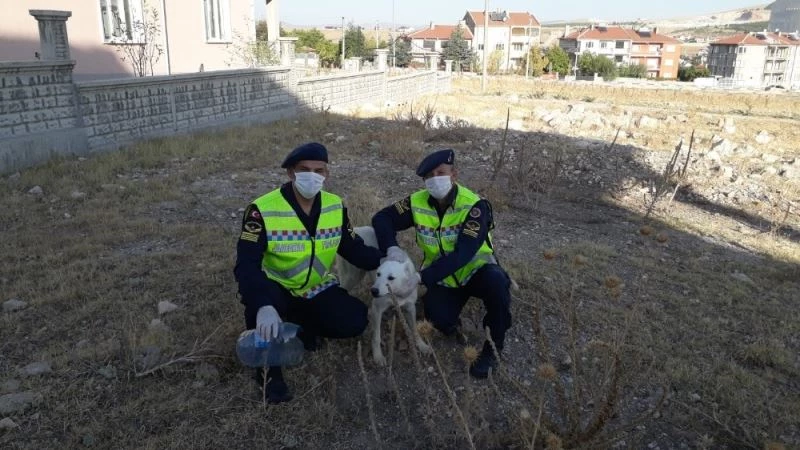Kafası pet şişeye sıkışan köpeğin imdadına jandarma yetişti
