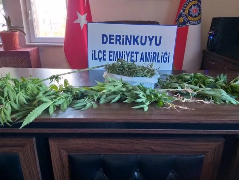 Derinkuyu’da 16 kök Hint keneviri ele geçirildi
