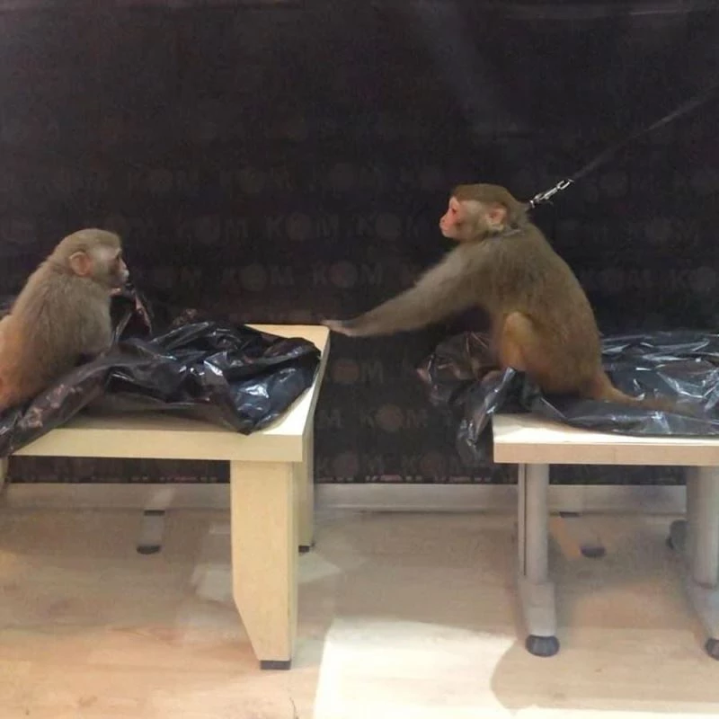 Marmaris’te ticareti yasak maymunlar ele geçirildi
