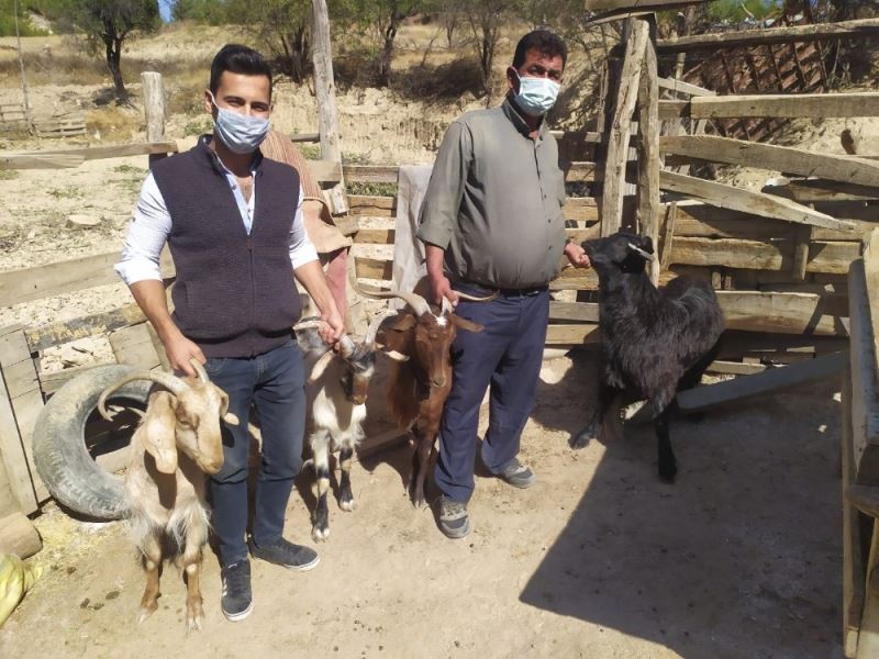 JASAT’ın dikkati çalınan keçileri sosyal medyada buldurdu
