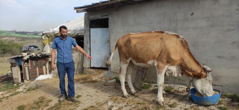 Arazide otlayan hayvanlar içeri girdikleri OSB’de saldırıya uğradı
