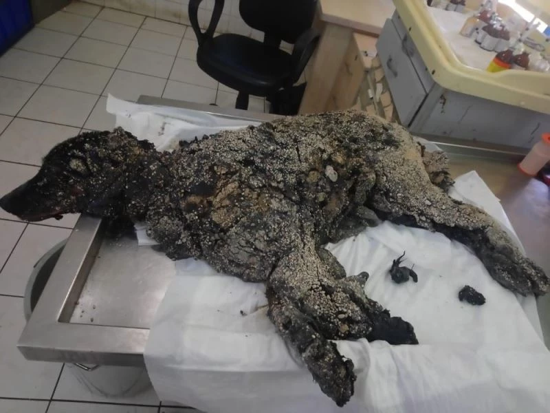 Üzeri sıcak zifte bulanıp çakıl taşları katmanı oluşan köpek hayata tutunmayı başardı
